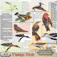 Vintage Bird Cards & Brushes CU by The Busy Elf