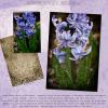Artistic Photo Overlays Set 3 by Julie Mead