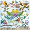 The Boundless Birds Mega Bundle by Julie Mead