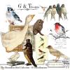 The Boundless Birds Mega Bundle by Julie Mead