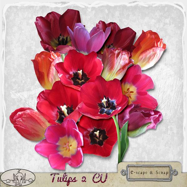 Tulips 2 CU by The Busy Elf
