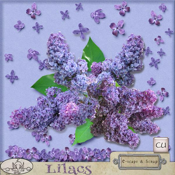 Lilacs CU by The Busy Elf